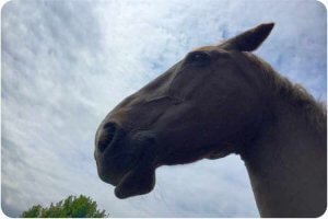 image of a horses head from below. He is working with clients during an equine facilitated learning workshop near Bristol uk