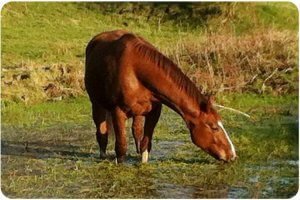 Image of a horse drinking from a pond. Equine faciitated learning in somerset near Bath and Bristol
