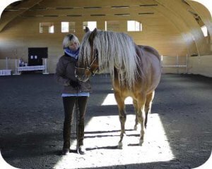 Horses as teachers connect workshop equine facilitated learning, eponaquest, somerset, Bath, Bristol