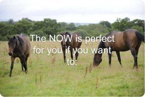The NOW Programme is perfect for you if you... equine facilitated learning workshops in somerset near Bath and Bristol