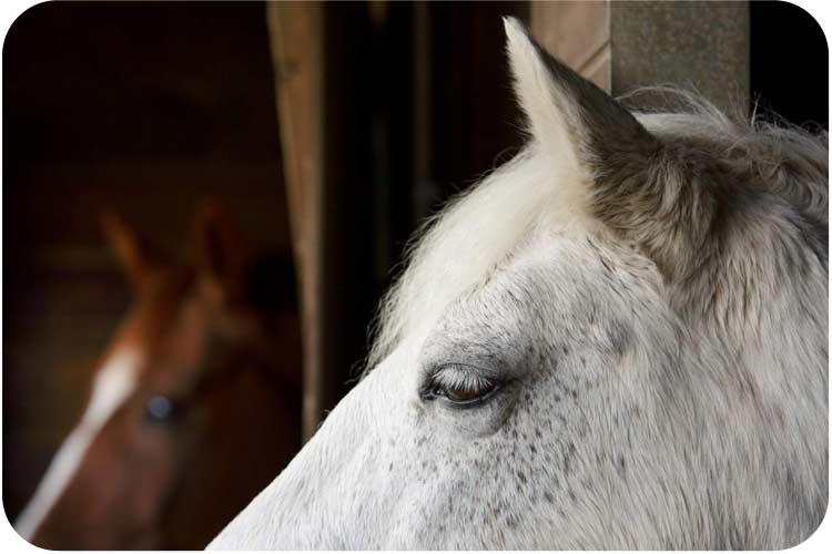 Closeup image of horses. What is equine facilitated learning? Horses as teachers, counselling, emotional wellness, Somerset, Bath, Bristol.