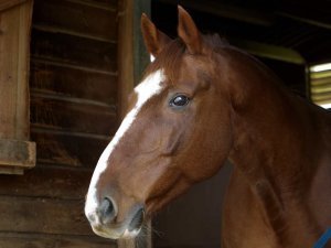 image of a horse head. Equine facilitated learning and eponaquest in Bath, Bristol and Somerset
