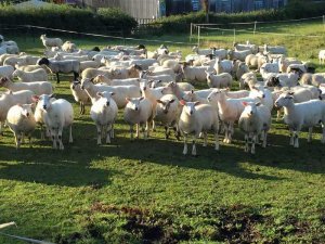 image of a group ofsheep in somerset, near brickyard farm where horses as teachers run equine facilitated learning workshops