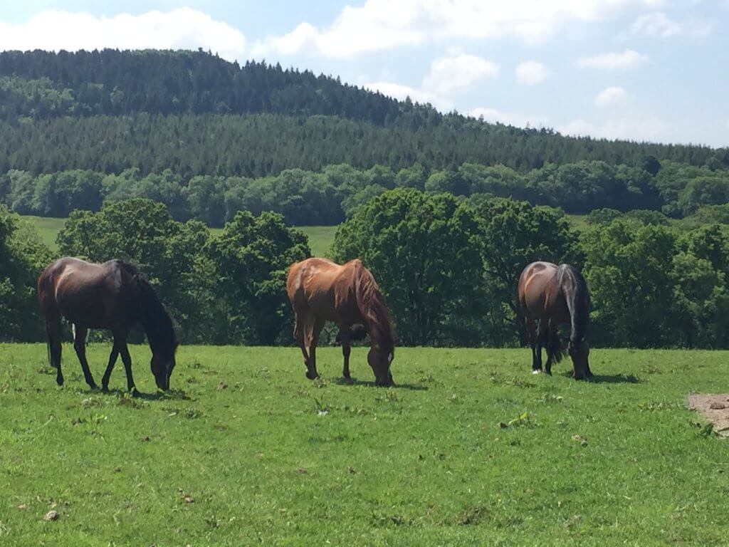 Image of horses - Equine Facilitated Learning in Somerset