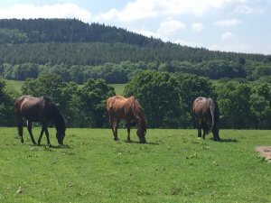 Image of horses - Equine Facilitated Learning in Somerset