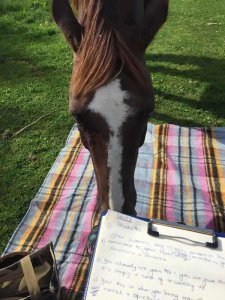 Image of one of rosie witheys horses who participate in workshops with people who are interested in the eopnaquest method