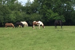 Image of horses grazing in a field to illustrate the medicine way uk apprenticeships