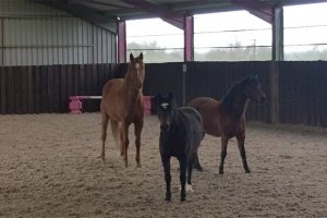 3 young horses in a stable at an equine facilitated learning venue in south west uk