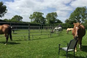 image of horses relaxing at a workshop that uses equine facilitated learning to empowers clients to be their true selves