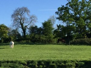 Horses stand mindfully and peacefully in a field during the just be workshop which gives participants the opportunity to practice mindfulness in the presence of horses in somerset uk