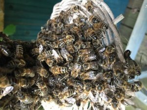 Bees clustered around the entrance of a sun hive