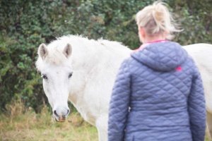 A white horse turning to look at an approaching woman