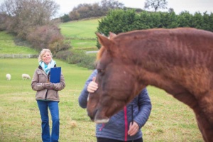 Rosie withey watching as a client strokes a brown horses nose gently