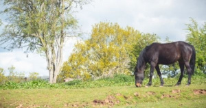 Pony peacefully grazing in the beautiful countryside