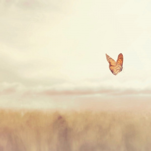 A red butterfly flying above what looks like a field of wheat. The background is blurred so only the butterfly is in focus.