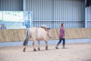 horse following a woman in somerset uk