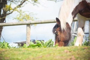 horse grazing at trealy farm in wales