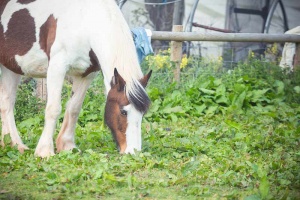 horse grazing in wales uk
