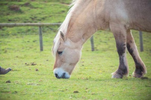horse grazing near bath uk