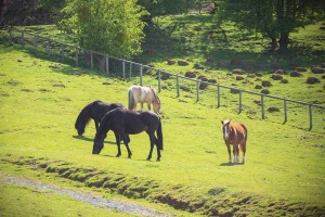 horses grazing in a field at trealy farm in wales