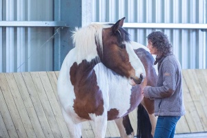 equine facilitated learning client with a horse