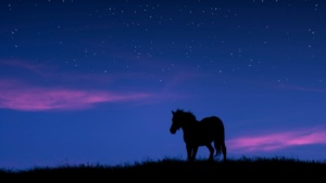 A horse looking out to the night sky. There are stars and purple clouds.