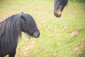 Two horses are nose to nose in a field