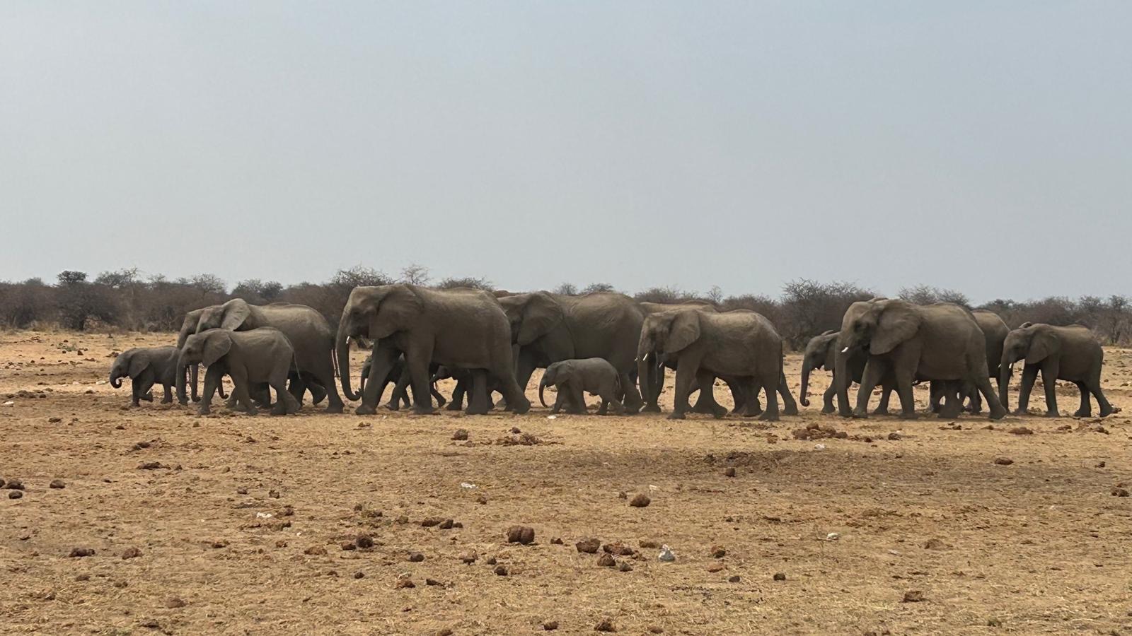 A photo of a herd of elephants that Rosie took when in Namibia. There are a few babies amongst that adults.